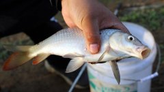 釣魚(yú)十句口訣（讓你的魚(yú)獲翻倍）