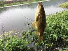 上魚最快野釣方法（不靠餌料和小藥）