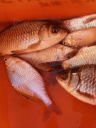 初學釣魚入門教程（這一篇就夠了）