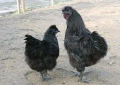 測五行命格（屬雞的五行什么命最好）